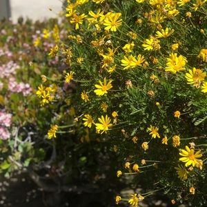 Meet your Posher, Alyssa gomez